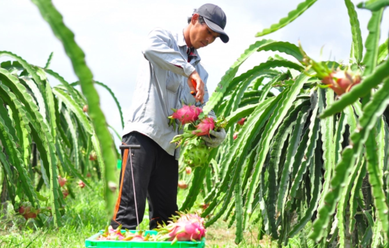 Mã số vùng trồng là “hộ chiếu” xuất khẩu nông sản.